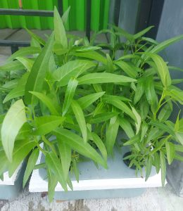 Sistem wick atau sumbu