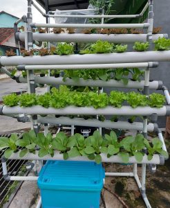 Hidroponik rumahan
